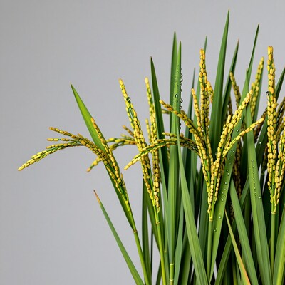 Rice Plant with Grains