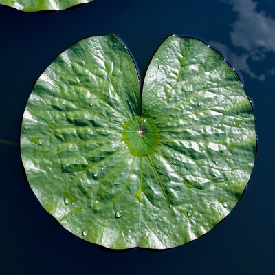 Lotus Leaf with Water Drops
