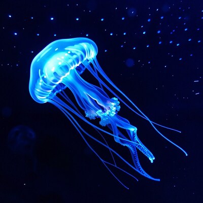 Glowing Blue Jellyfish