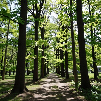 Forest Path Lined with Tall Trees