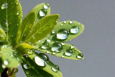 Green leaves with water droplets