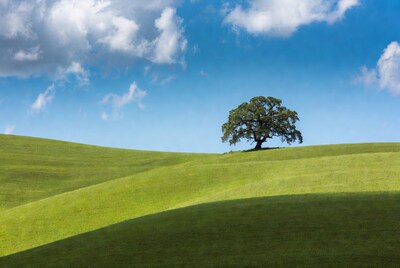 Lone Tree on Rolling Green Hills
