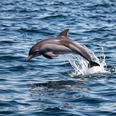 Dolphin Jumping Out of Ocean