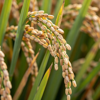 Ripe Rice Paddy Stalks