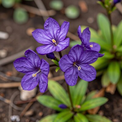 Purple Brodiaea Flowers