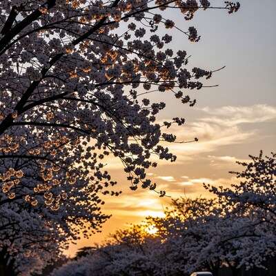Cherry Blossom Sunset