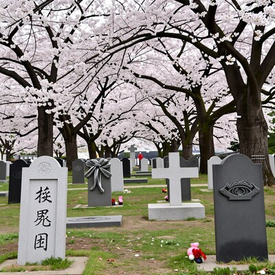 Cherry Blossom Cemetery