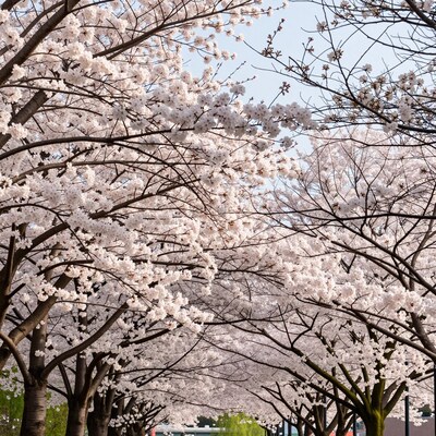 Cherry Blossom Trees Blooming