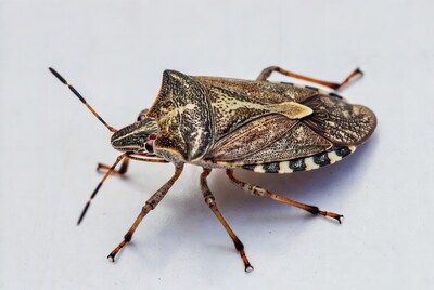 Brown Marmorated Stink Bug