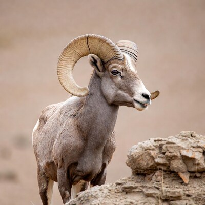 Bighorn Ram Portrait