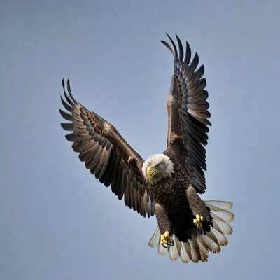 Bald Eagle in Flight