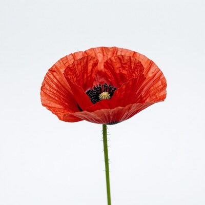 Red Poppy Flower