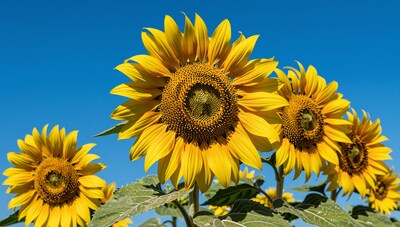 Sunflowers against blue sky