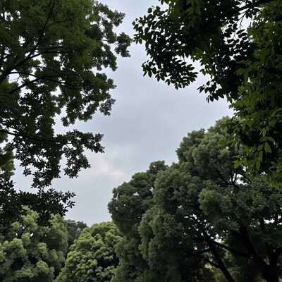 Looking up at forest canopy