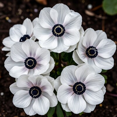 White Anemone Flowers