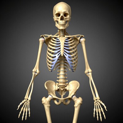 Human Skeleton Anatomy