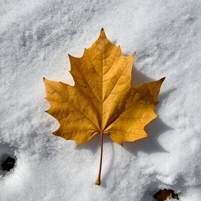Yellow Maple Leaf on Snow