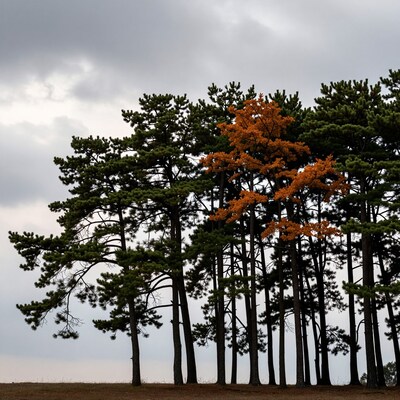 Autumn Pine Trees