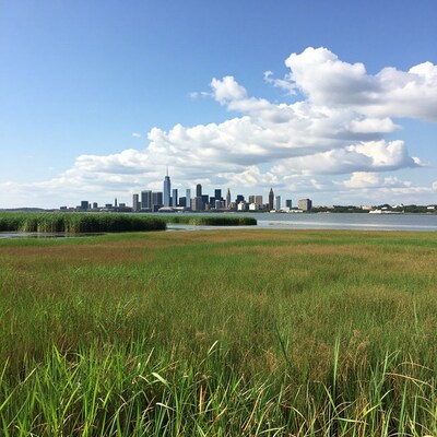New York City skyline from marsh