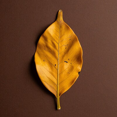 Yellow Autumn Leaf