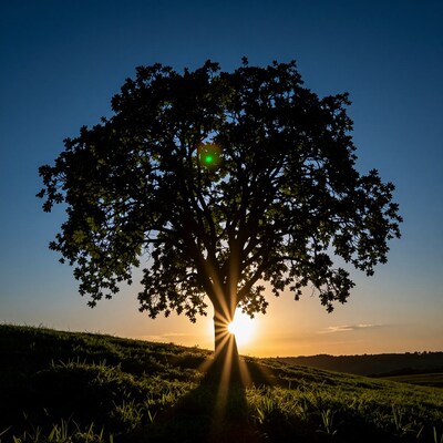 Silhouette Tree at Sunset