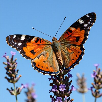 Painted Lady Butterfly on Lavender