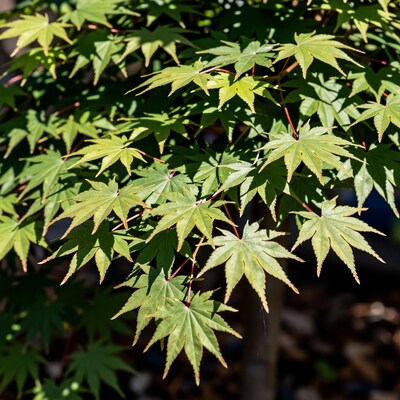 Japanese Maple Leaves