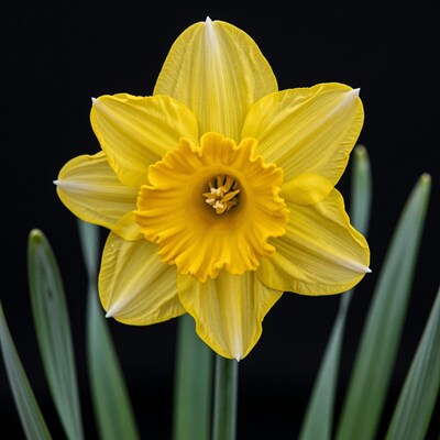 Yellow Daffodil Flower