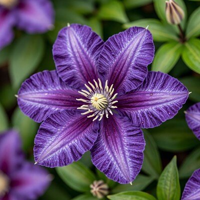 Purple Clematis Flower