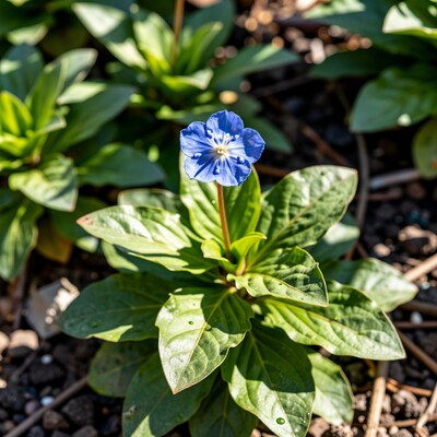 Blue Lysimachia Flower