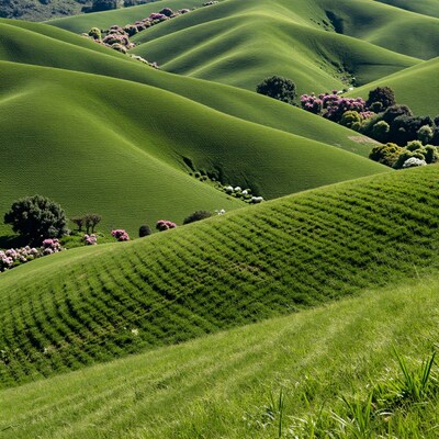 Rolling Green Hills Landscape