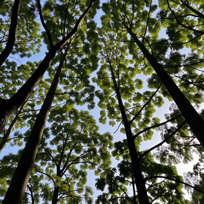 Looking up at tall trees