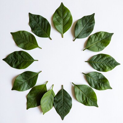 Green Leaves Circle
