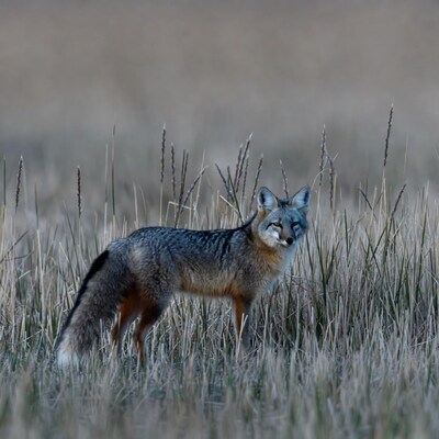 Coyote in Grassland