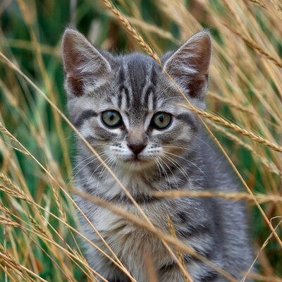Gray Tabby Kitten in Wheat Field