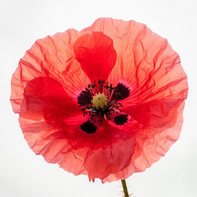 Red Poppy Flower