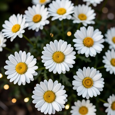 White Daisies with Yellow Centers