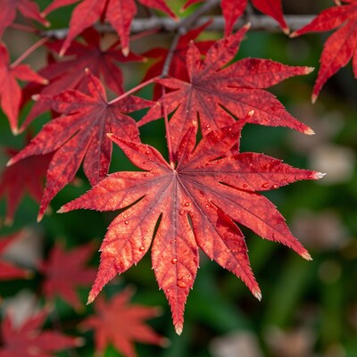 Red Japanese Maple Leaves