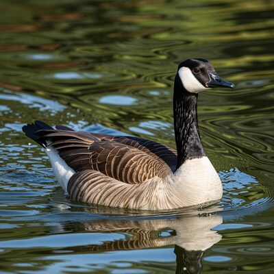 Canada Goose Swimming