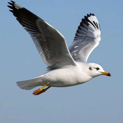 Seagull Flying