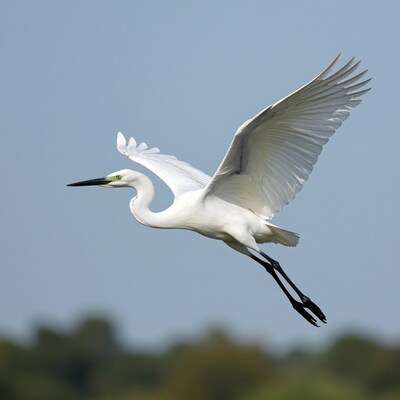 White egret in flight