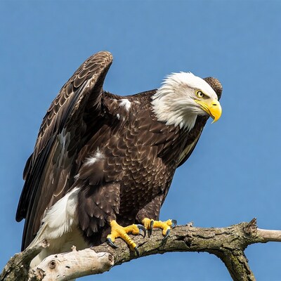 Bald Eagle Perched on Branch